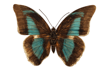 Mariposa Prepona